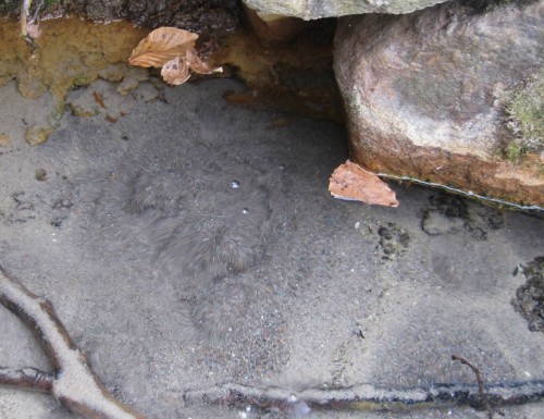 Detail der Topfquelle am Torgelower See - fortwährend ist der Sand in den Quellaustritten in Bewegung. Noch ist das Eisen im Sauerstoff-freien Wasser gelöst und unsichtbar - schon am Rand ist das Wasser belüftet, das Eisen nimmt Ockerfarbe an.