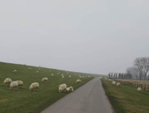 Achtung, Radfahrer: Schafe von vorn!